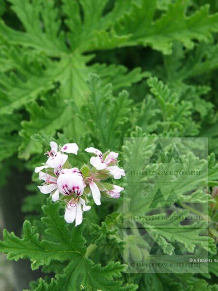 malvarosa plant care|Citronella Plant Care .